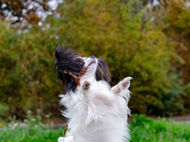 CH. Ultra bella la royale De La Nuit Des Papillons
