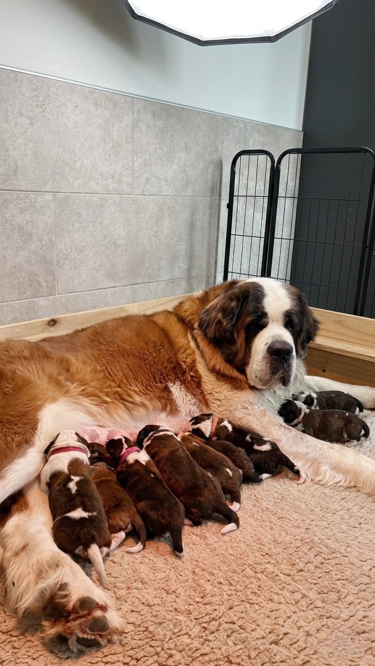 Chien du Saint-Bernard - Totem Bau