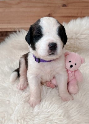 Les chiots de Chien du Saint-Bernard