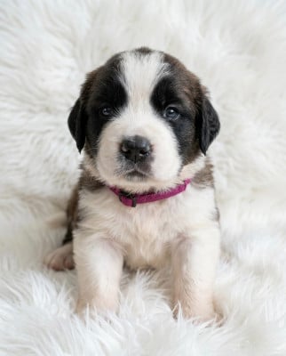 Les chiots de Chien du Saint-Bernard