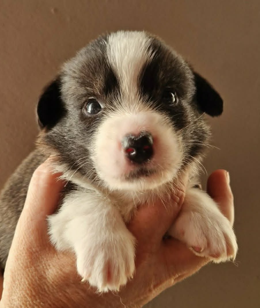 Welsh Corgi Cardigan - Du Sphinx Colibri