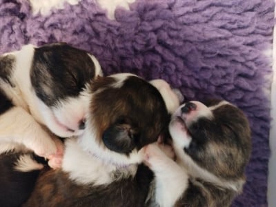 Les chiots de Welsh Corgi Cardigan