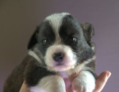 Les chiots de Welsh Corgi Cardigan