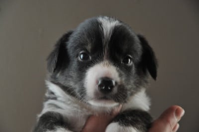 Les chiots de Welsh Corgi Cardigan