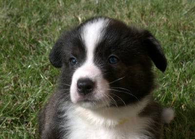 Les chiots de Welsh Corgi Cardigan