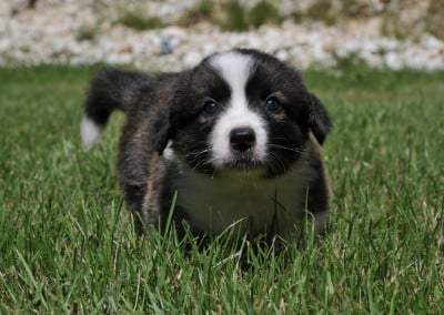 Les chiots de Welsh Corgi Cardigan