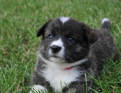 Les chiots de Welsh Corgi Cardigan