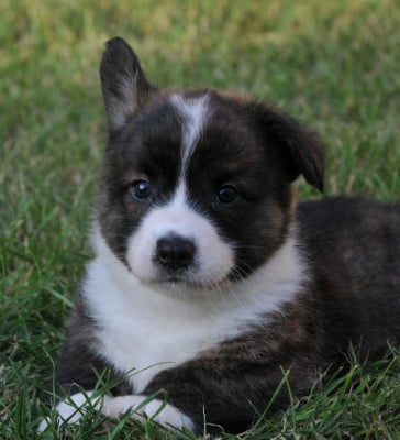 Les chiots de Welsh Corgi Cardigan