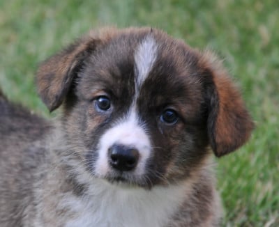 Les chiots de Welsh Corgi Cardigan