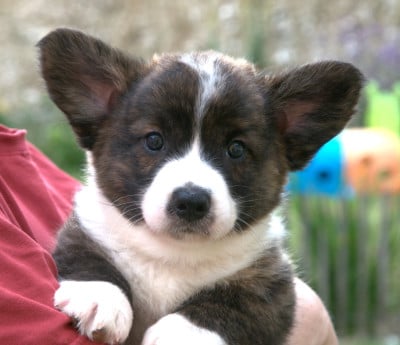 Les chiots de Welsh Corgi Cardigan