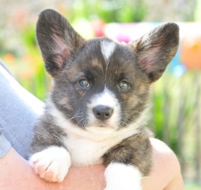 Les chiots de Welsh Corgi Cardigan