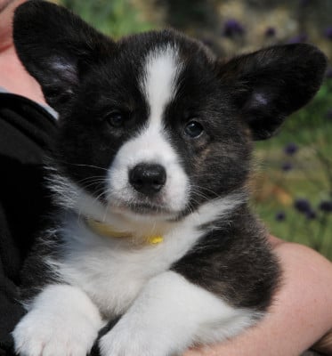 Les chiots de Welsh Corgi Cardigan