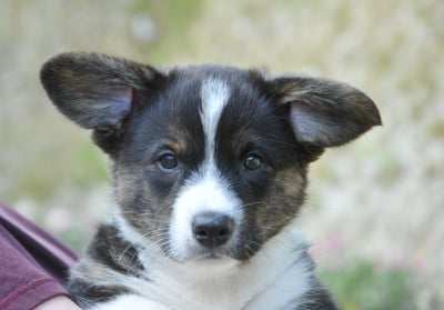 Les chiots de Welsh Corgi Cardigan