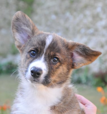 Les chiots de Welsh Corgi Cardigan