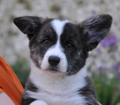 Les chiots de Welsh Corgi Cardigan