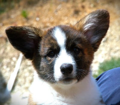 Les chiots de Welsh Corgi Cardigan