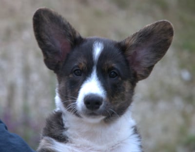 Les chiots de Welsh Corgi Cardigan
