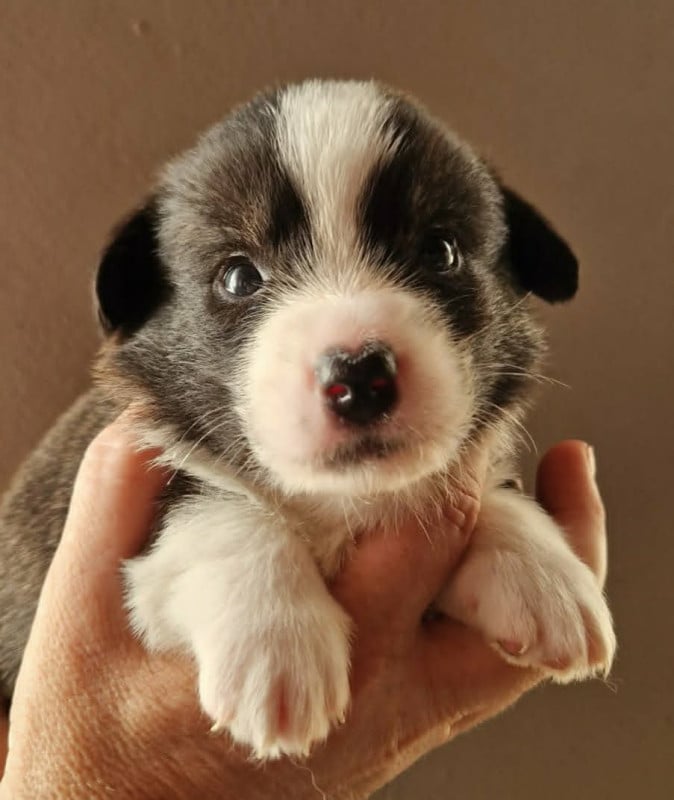 Welsh Corgi Cardigan - Du Sphinx Colibri