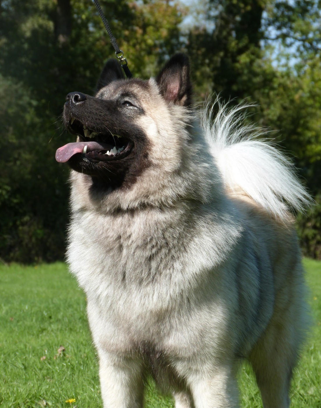 Victory Orphée Des Terres Sacrées De Riam