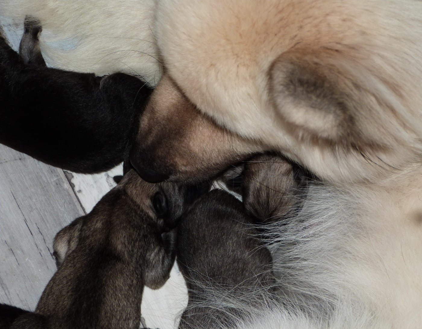 Eurasier - Des Terres Sacrées De Riam