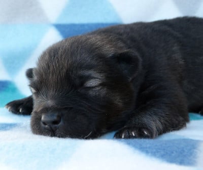Les chiots de Eurasier
