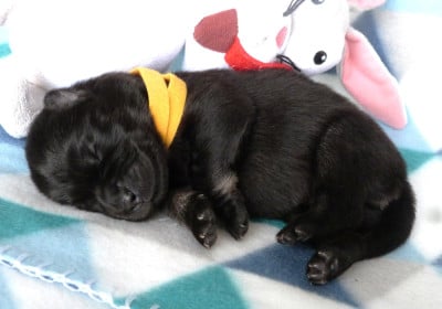 Les chiots de Eurasier