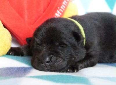 Les chiots de Eurasier