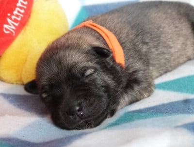 Les chiots de Eurasier