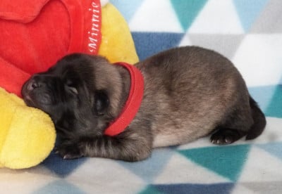 Les chiots de Eurasier