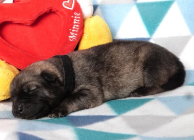 Les chiots de Eurasier