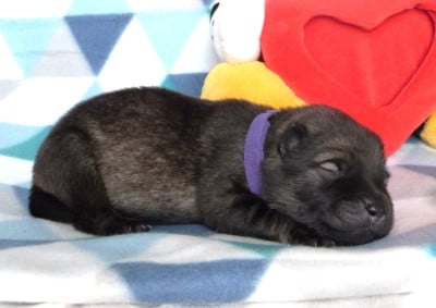 Les chiots de Eurasier