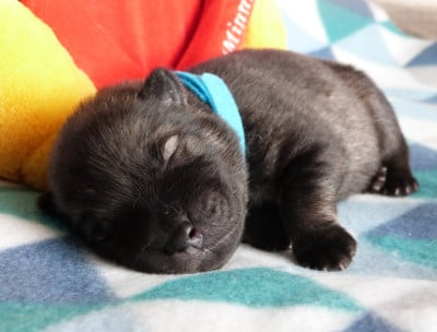 Les chiots de Eurasier