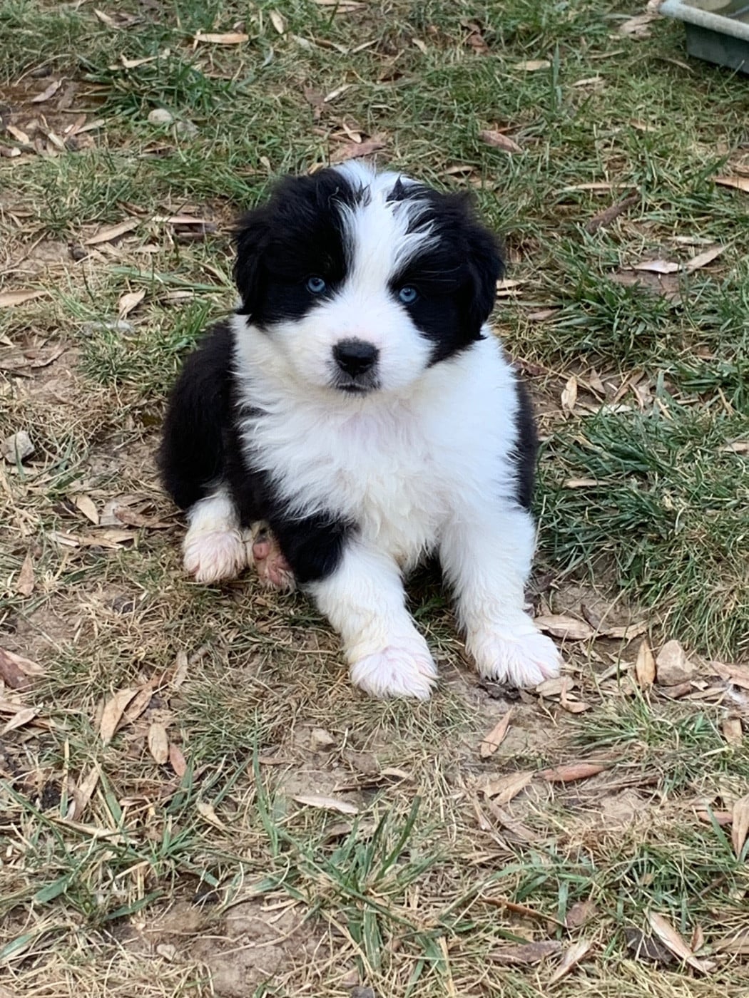Chiot N°1 - Berger Américain Miniature 