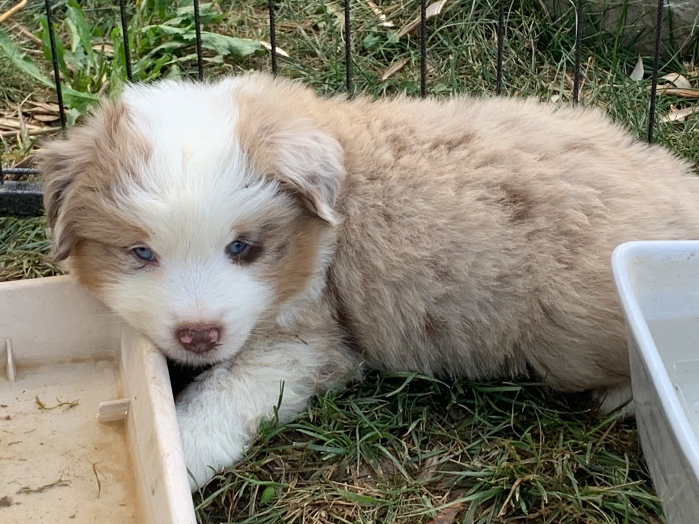 Chiot N°2 - Berger Américain Miniature 