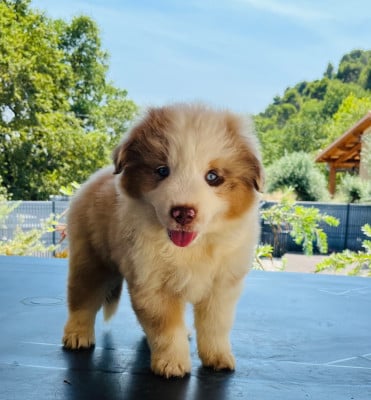 Les chiots de Berger Américain Miniature 
