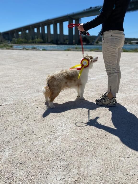 Ulla hoop Of American Madness - Classe jeune femelle : 2ème excellent