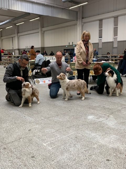 Ulla hoop Of American Madness - Classe intermédiaire : CACS 1er excellent (1/5) -CACIB-Meilleur de sexe opposé