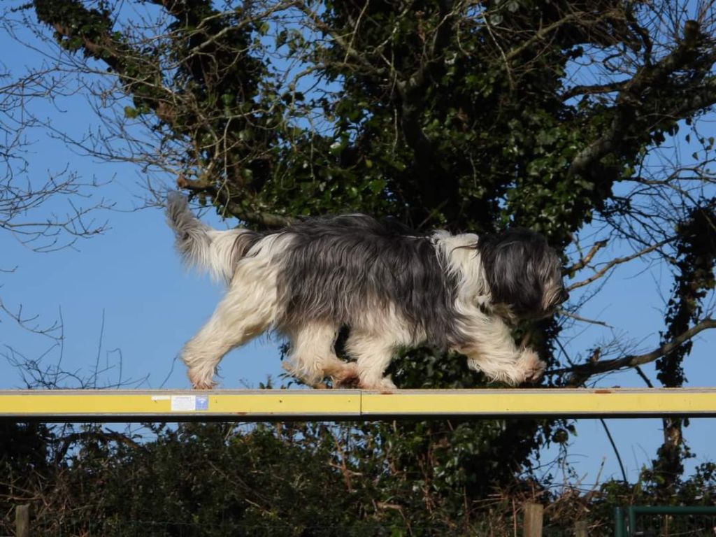 CH. Oups Du Royaume De Fanelia