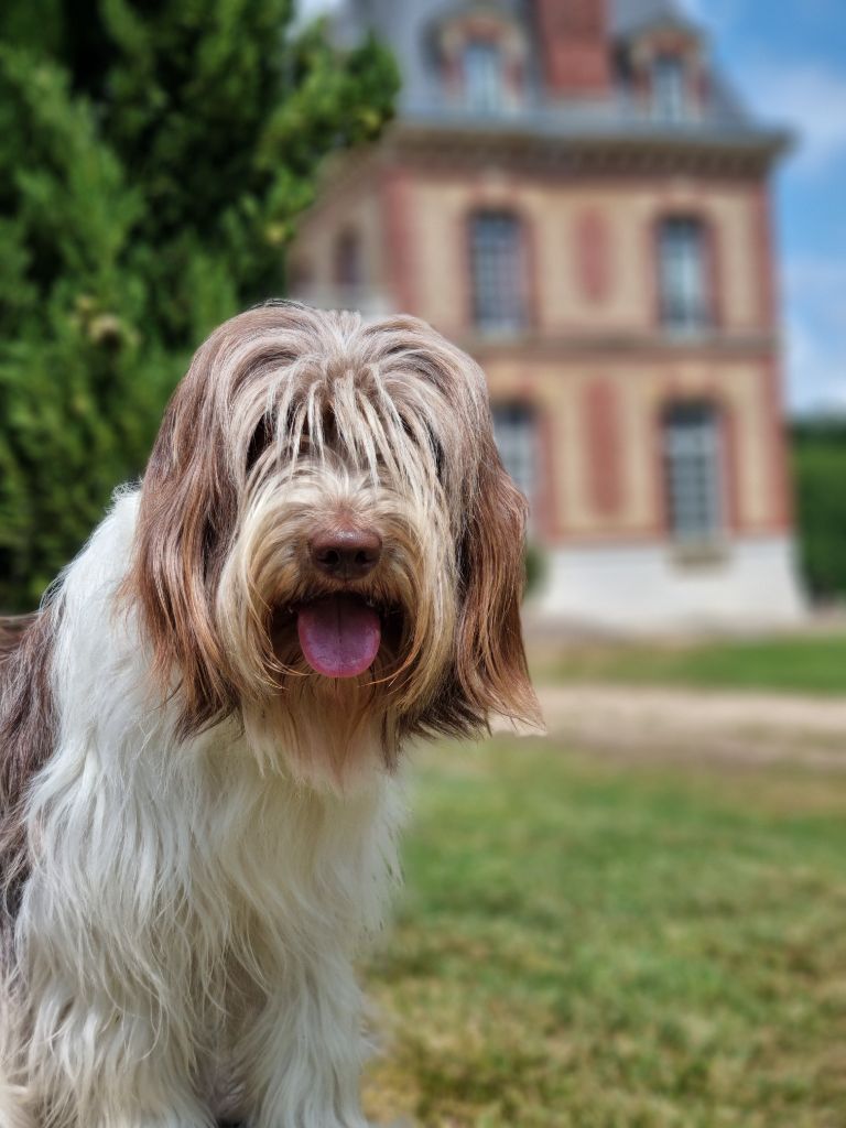 CH. U'blue Des Loustics De Pen Ar Bed