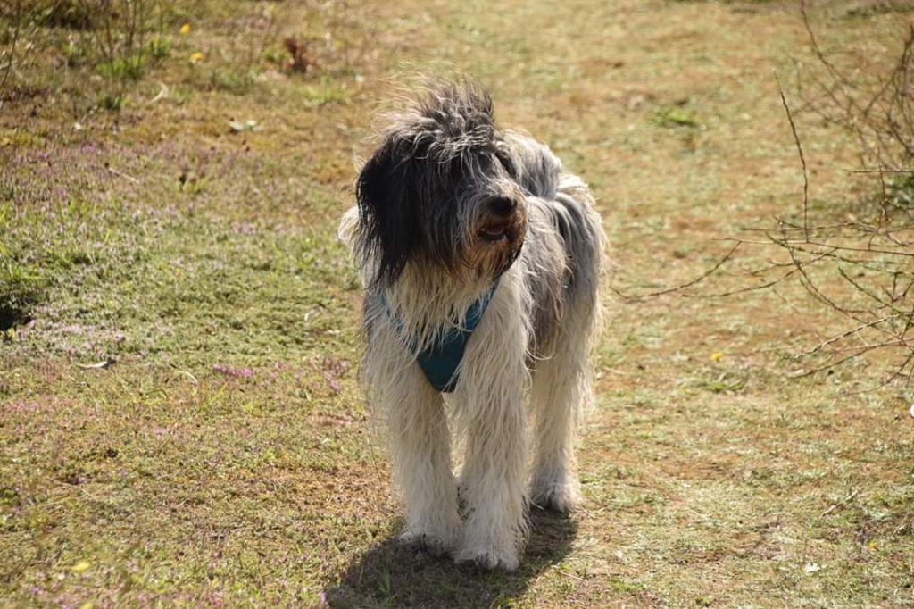 CH. Oups Du Royaume De Fanelia