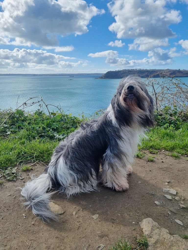 CH. Oups Du Royaume De Fanelia