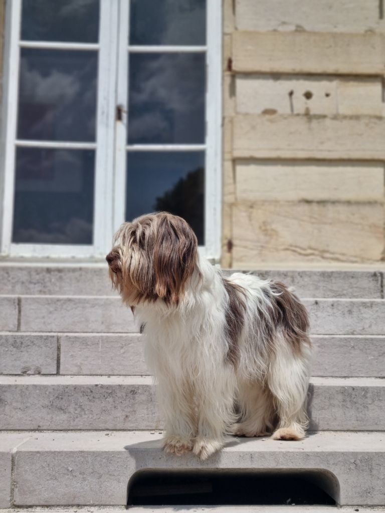 CH. U'blue Des Loustics De Pen Ar Bed