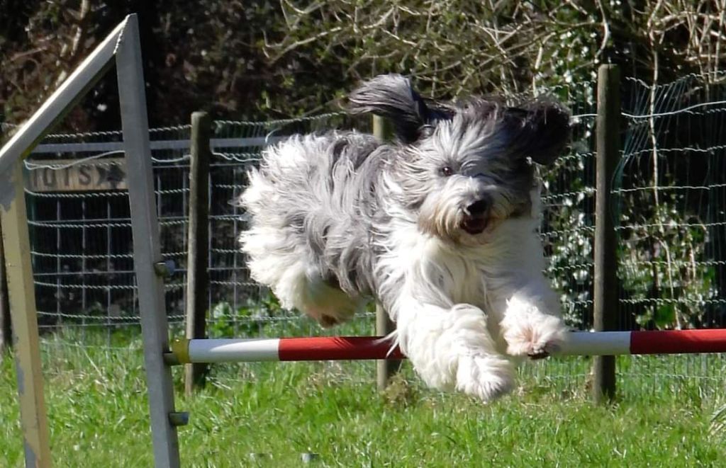 CH. Oups Du Royaume De Fanelia
