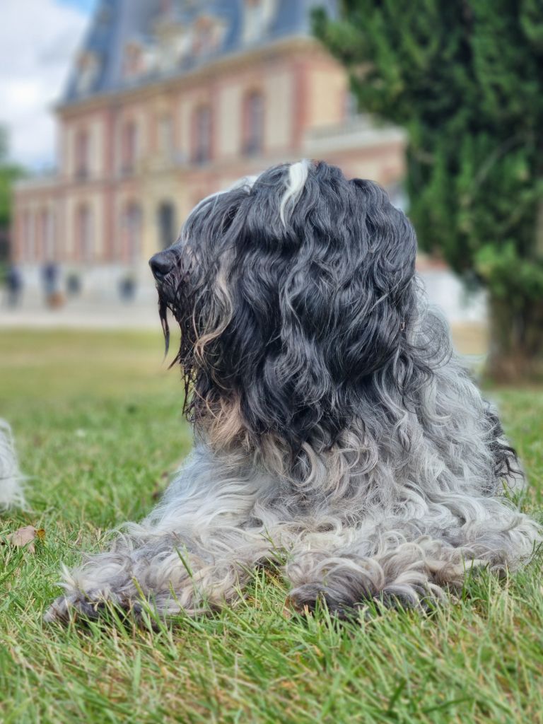 CH. R'teyss Du Bosquet Des Elfes