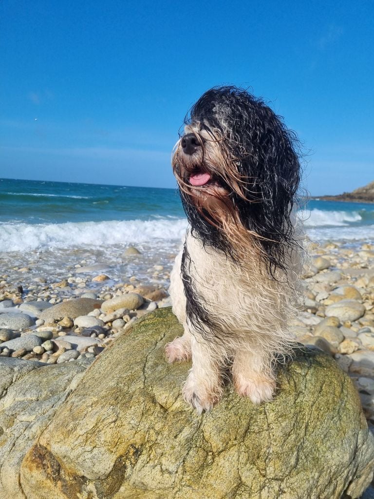 CH. ThaÏ Des Loustics De Pen Ar Bed