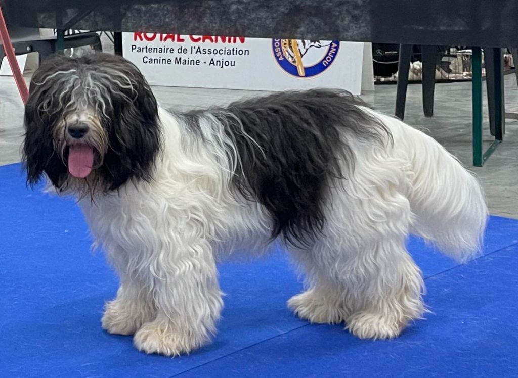 CH. ThaÏ Des Loustics De Pen Ar Bed