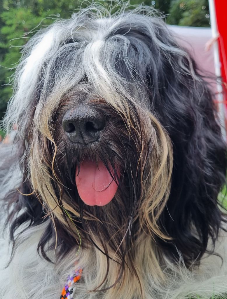 CH. R'teyss Du Bosquet Des Elfes