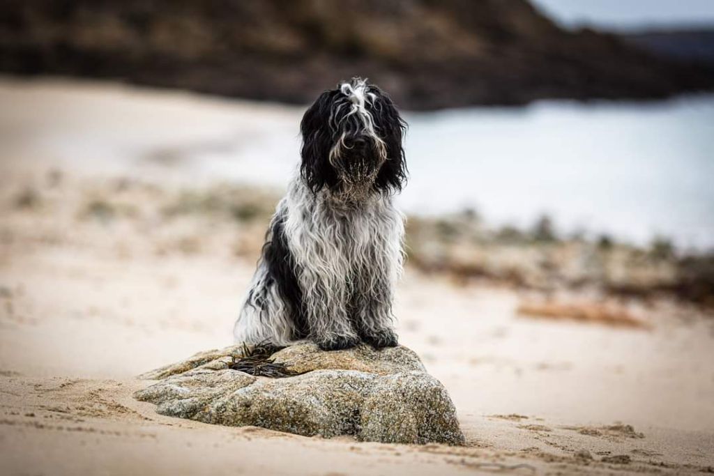 CH. R'teyss Du Bosquet Des Elfes