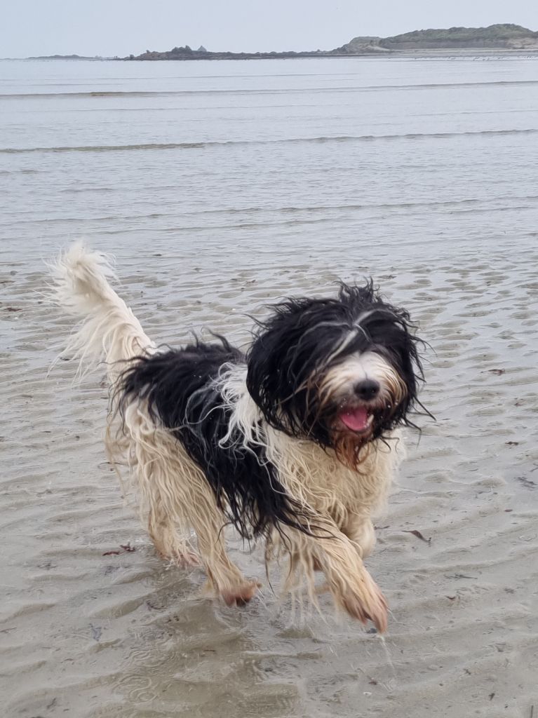 CH. ThaÏ Des Loustics De Pen Ar Bed