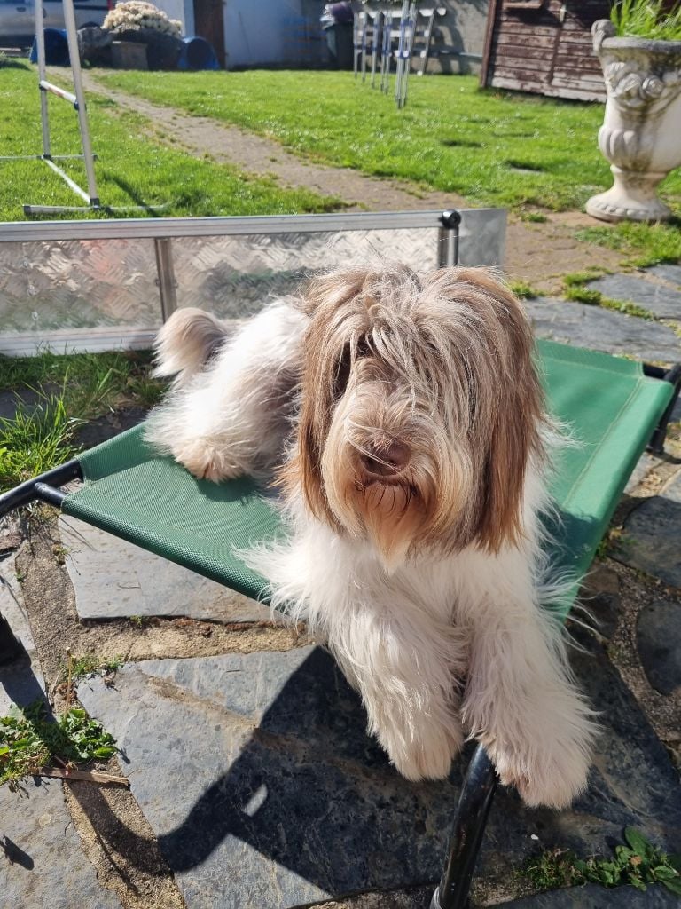 CH. U'blue Des Loustics De Pen Ar Bed